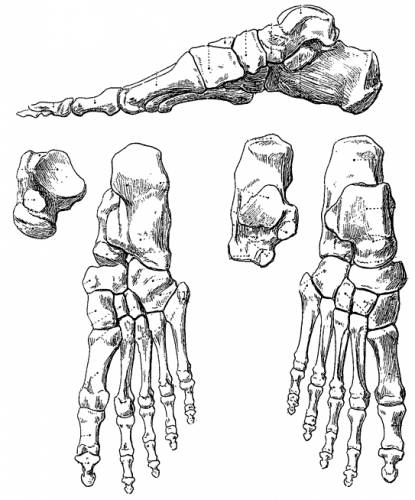 humans bones
