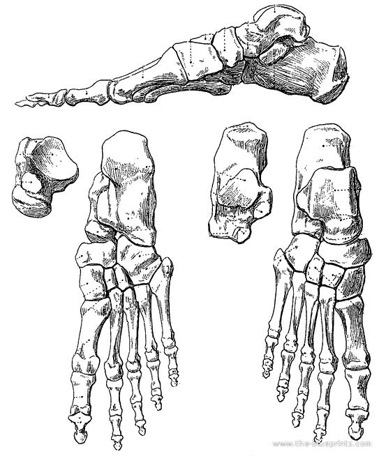 bones of foot. Anatomy gt; Foot Bones