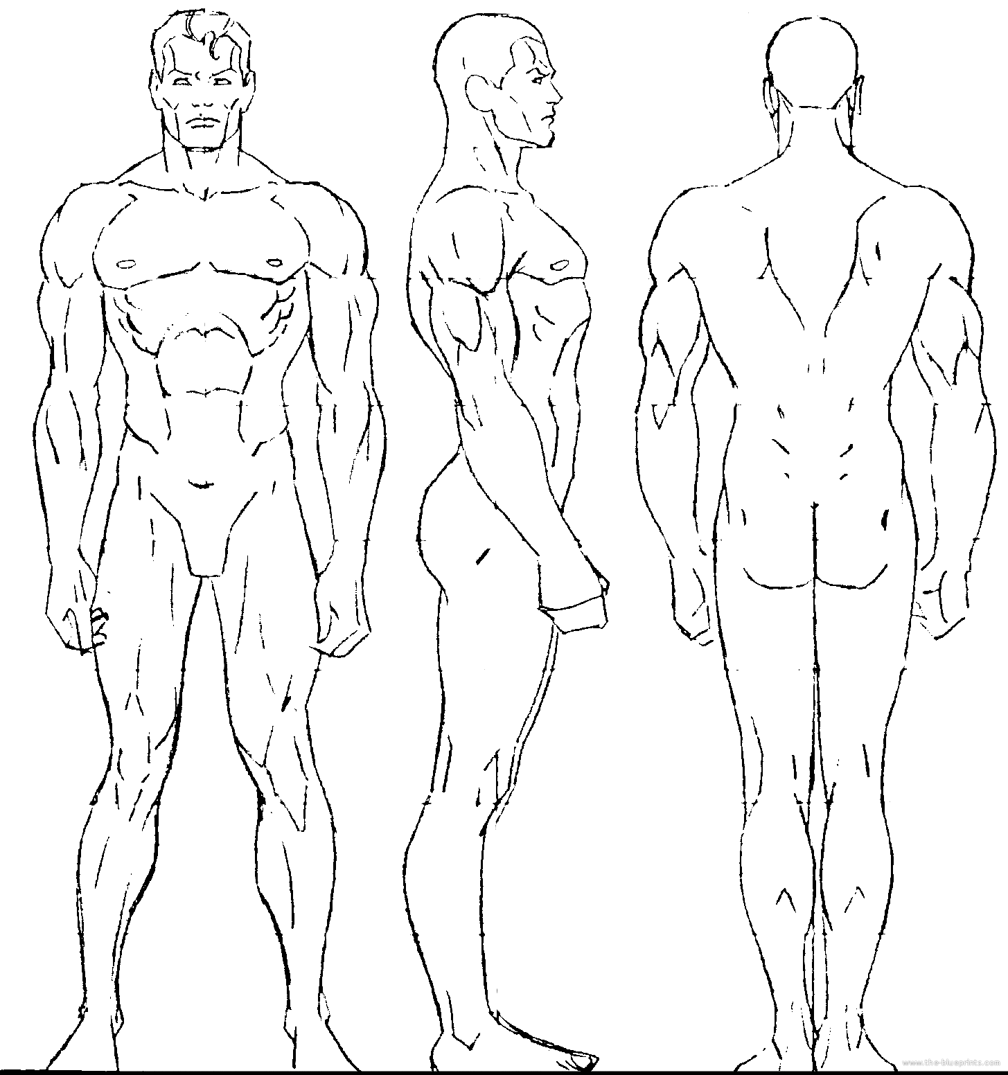 male  body