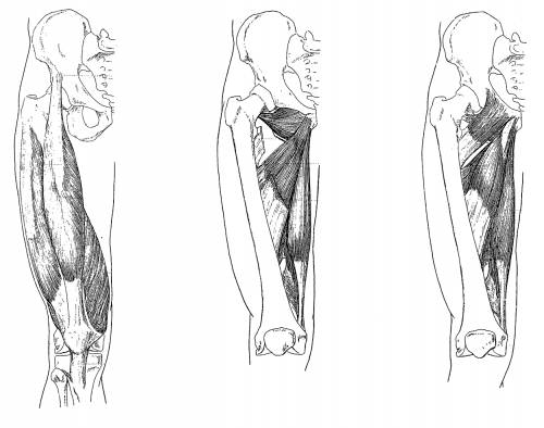 Leg Upper Muscles