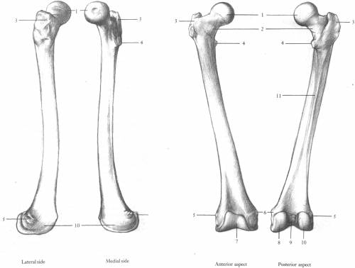 Complete Femur Upper Leg bone
