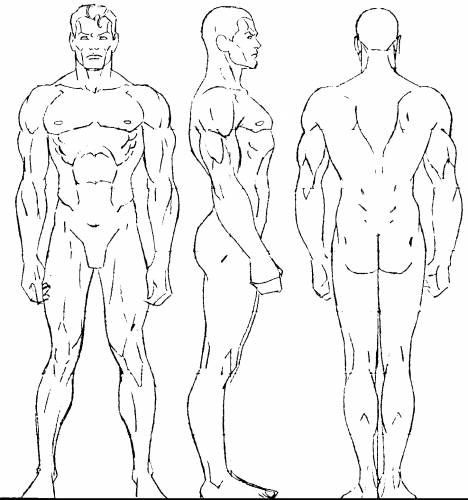 Male Body