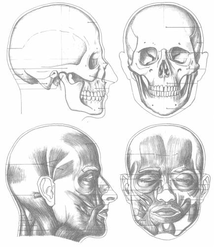 Male Head Skull